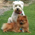 Business 2 image DOGGIES FRIEND Pet Services in Northampton No