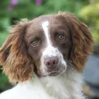 Business 3 image EAST SHEEN CARS Taxis & Private Hire Vehicles in London Gr