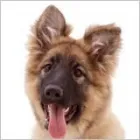 Business 3 image F.H JACKA Retail Bakers in Plymouth De