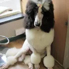 Business 1 image FIDO'S DOG GROOMING SALON Pets & Animals in Nuneaton Wa