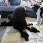 Business 4 image FIDO'S DOG GROOMING SALON Pets & Animals in Nuneaton Wa