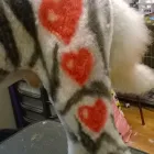 Business 17 image FIDO'S DOG GROOMING SALON Pets & Animals in Nuneaton Wa