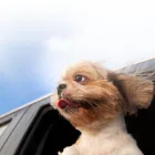 Business 1 image FUROLOGY HOLISTIC DOG STYLING & SPA Pet Services in Liverpool Me