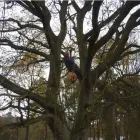 Business 5 image G MURRAY TREE SURGEONS Tree Services in Liverpool Me