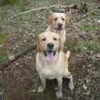 Business 4 image GIORGIO JEWELLERS Jewellers in London Gr