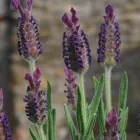 Business 10 image GRAEME WALKER CHARTERED TOWN PLANNER BA (HONS) BTP MRTPI Planning Consultants in London Gr