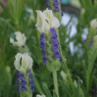 Business 11 image GRAEME WALKER CHARTERED TOWN PLANNER BA (HONS) BTP MRTPI Planning Consultants in London Gr