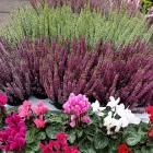 Business 30 image GREEN ON THE GREEN Shopping & Retail in Orpington Ke