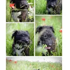 Business 4 image HARMONY CARPETS Carpets & Rugs - Retail & Repair in Brighton Ea