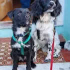 Business 1 image HOLLER BRIGHTON LTD Pets & Animals in Brighton Ea