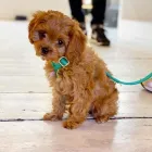 Business 3 image HOLLER BRIGHTON LTD Pets & Animals in Brighton Ea