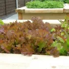 Business 2 image INDEPENDENT GARDENING LIMITED Tools & Hardware in Orpington Ke