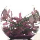 Business 7 image J B GARDENING Garden Services in Hove Ea