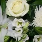 Business 9 image J B GARDENING Garden Services in Hove Ea