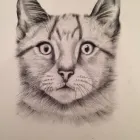 Business 3 image JULIET'S PET PORTRAITS Visual Arts in Hove Ea