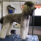 Business 2 image K9 CLIP & SHINE Pets & Animals in Northampton No