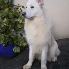 Business 3 image K9 CLIP & SHINE Pets & Animals in Northampton No