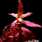 Business 1 image LIVING WATERS Shopping & Retail in Croydon Gr