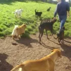 Business 3 image MELANIE CURTIS DANCE STUDIOS Dancing Schools in Northampton No