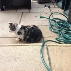 Business 1 image MILFORD MIEWS CATTERY Catteries in Liverpool Me