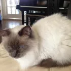 Business 10 image MILFORD MIEWS CATTERY Catteries in Liverpool Me