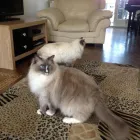 Business 11 image MILFORD MIEWS CATTERY Catteries in Liverpool Me