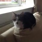 Business 12 image MILFORD MIEWS CATTERY Catteries in Liverpool Me