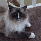 Business 13 image MILFORD MIEWS CATTERY Catteries in Liverpool Me