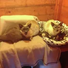 Business 4 image MILFORD MIEWS CATTERY Catteries in Liverpool Me