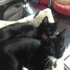 Business 1 image MILFORD MIEWS CATTERY Catteries in Liverpool Me