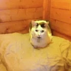 Business 9 image MILFORD MIEWS CATTERY Catteries in Liverpool Me