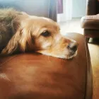 Business 1 image MISTER PAWS Pets & Animals in Plymouth De