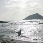 Business 2 image MISTER PAWS Pets & Animals in Plymouth De