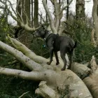 Business 5 image MISTER PAWS Pets & Animals in Plymouth De