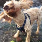 Business 7 image MISTER PAWS Pets & Animals in Plymouth De