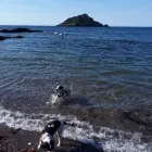 Business 8 image MISTER PAWS Pets & Animals in Plymouth De