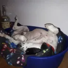 Business 14 image MISTER PAWS Pets & Animals in Plymouth De