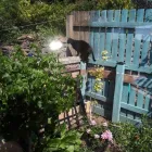 Business 15 image MISTER PAWS Pets & Animals in Plymouth De