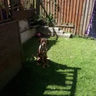 Business 20 image MISTER PAWS Pets & Animals in Plymouth De