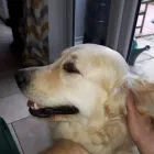 Business 21 image MISTER PAWS Pets & Animals in Plymouth De