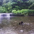 Business 23 image MISTER PAWS Pets & Animals in Plymouth De