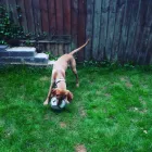 Business 25 image MISTER PAWS Pets & Animals in Plymouth De