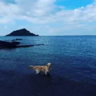 Business 26 image MISTER PAWS Pets & Animals in Plymouth De