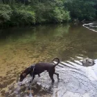 Business 27 image MISTER PAWS Pets & Animals in Plymouth De