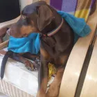 Business 28 image MISTER PAWS Pets & Animals in Plymouth De