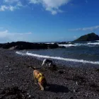 Business 29 image MISTER PAWS Pets & Animals in Plymouth De