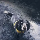 Business 30 image MISTER PAWS Pets & Animals in Plymouth De