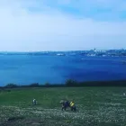 Business 31 image MISTER PAWS Pets & Animals in Plymouth De