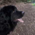 Business 32 image MISTER PAWS Pets & Animals in Plymouth De