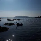 Business 33 image MISTER PAWS Pets & Animals in Plymouth De